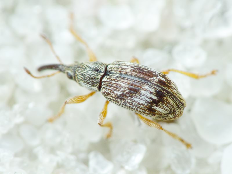 Taeniapion urticarium (Herbst, 1784)
